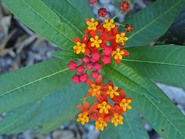 100 Bloodflower Tropical Milkweed Mexican Seeds Easy Butterfly Weed Drought Heat - £14.20 GBP