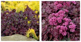 Stonecrop - SunSparkler Firecracker Sedum - Magic in the Sun - 2.5&quot; Pot - $28.99