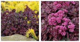 Stonecrop - SunSparkler Firecracker Sedum - Magic in the Sun - 2.5&quot; Pot - £22.73 GBP