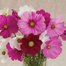 Dwarf Cosmos Mix Seeds Fresh Garden - £7.85 GBP