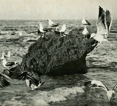 Seagulls Santa Cruz California CA UNP 1920s Vtg Postcard PNC Company - £3.05 GBP