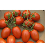 500 Roma VF Tomato Seeds - $12.00