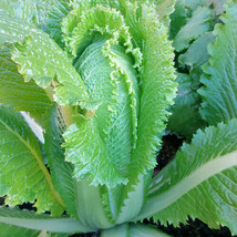 Cabbage Chinese Michihili Aka Napa Cabbage 500 Seeds Garden USA - £3.34 GBP