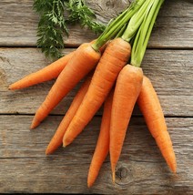 Little Fingers Carrot Seeds, Baby Carrot, Nantes Type, NON-GMO, Free Shipping - $1.97+