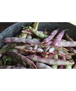 FREE SHIPPING 25 SEEDS Pinto Bean NON-GMO Dry Shelling Speckled Bean Ref... - $12.98