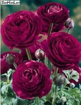 100 Pcs Double Ranunculus Asiaticus Flower Plant Purifying Air Perennial Flowers - £7.85 GBP