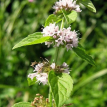 White Wood Mint Mentha Arvensis Wild Field Herb Flower 50 Seeds - $8.57