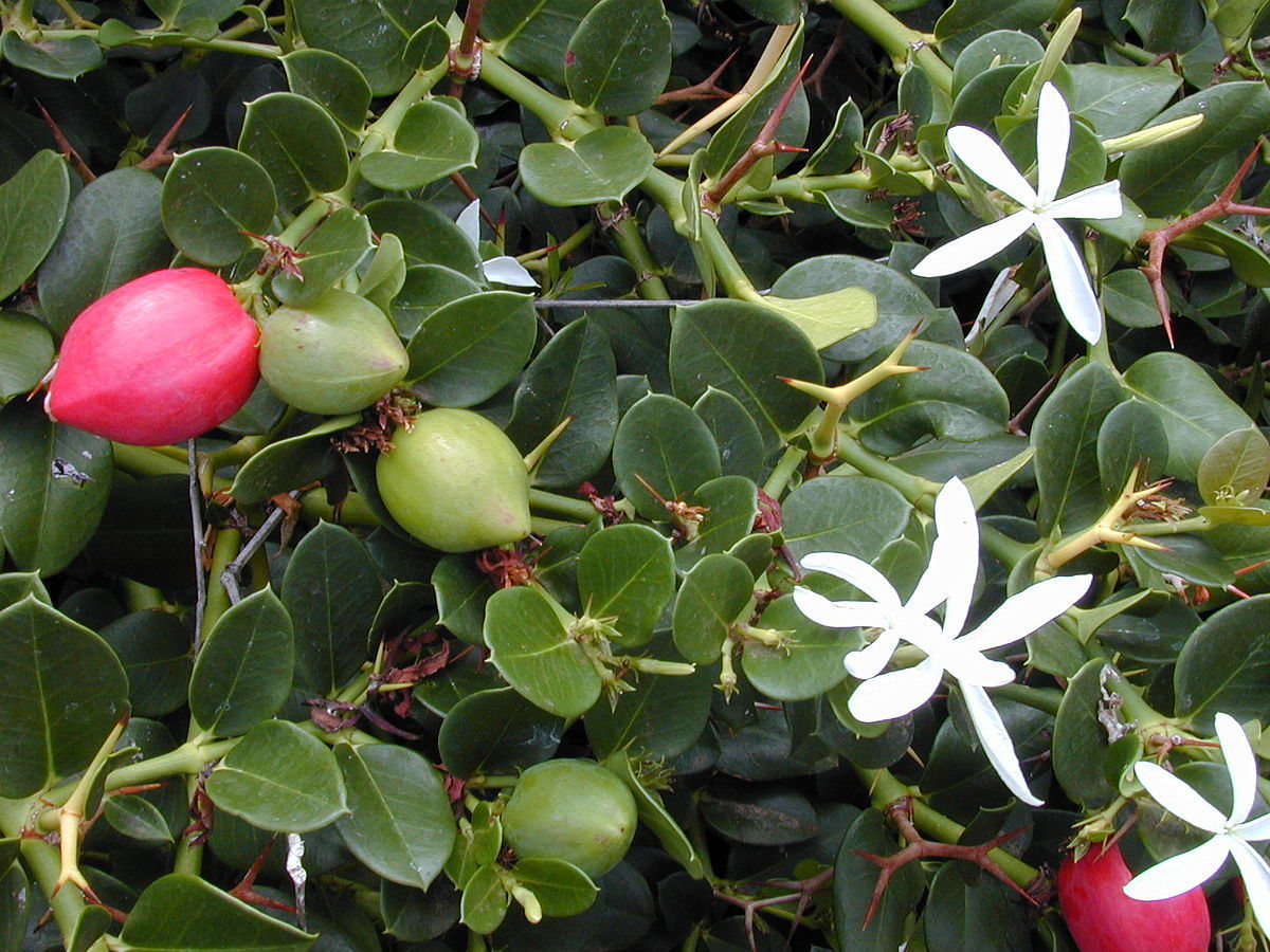 Carissa Grandiflora Natal Plum Fragrant Flowers 5 seeds Fresh Gardening - $17.96
