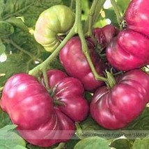 Purple Calabash Tomato Seeds Pack 100 Seeds A Odd Shaped Tomato Tastes Delicious - $10.90