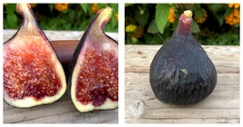 2 Live Plants Fig Trees Beers Black COLD HARDY - £43.75 GBP