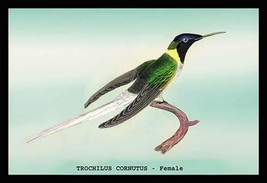 Hummingbird: Trochilus Cornutus - Female by Sir William Jardine - Art Print - £17.29 GBP+