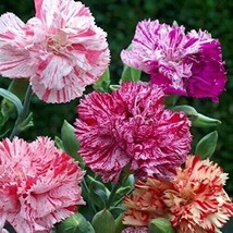 Double Picotee Mix Carnation Seeds Non-Gmo 50+ Seeds - £4.71 GBP