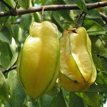 Averrhoa Carambola Star Fruit Carambola Five Corner 5 Seeds Usa Fast Shipping - $22.40