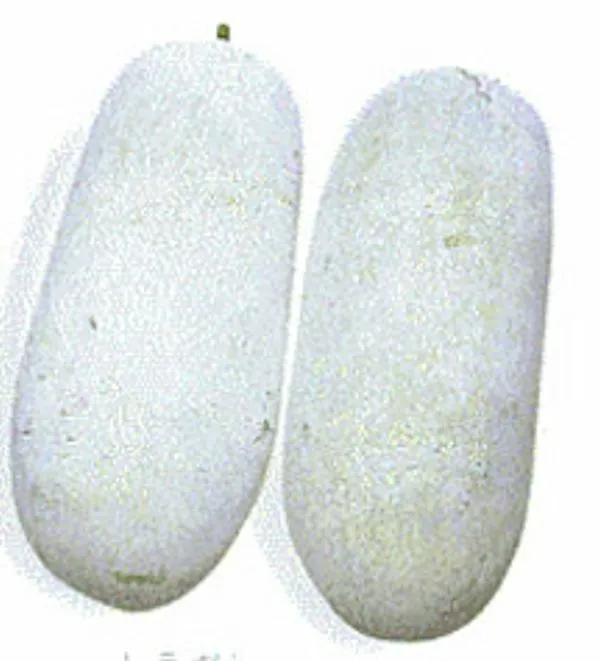 0 WAX GOURD Fuzzy Winter Melon Oblong Seeds Benincasa hispida - £7.04 GBP