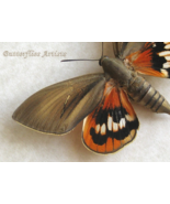 Castnia Paysandisia Archon Female RARE Palm Tree Moth Framed Entomology ... - $3,467.03 MXN