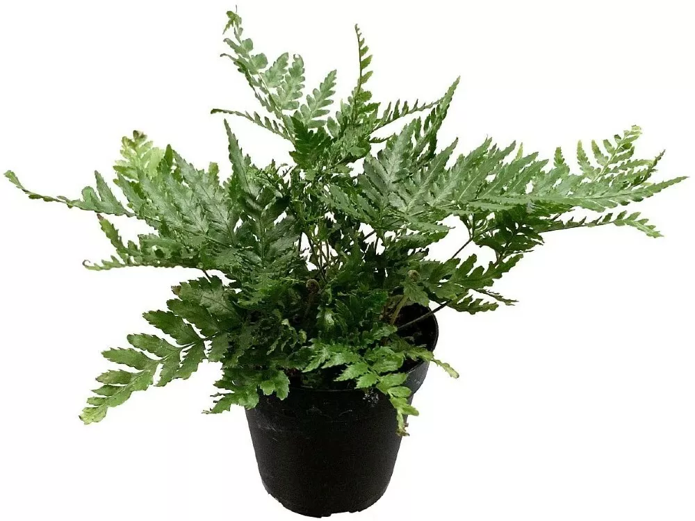 4&quot; Pot Dryopteris Autumns Xylems &amp; Phloems Ferns Indoors And Outdoors Live Plant - £40.73 GBP