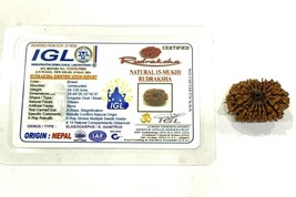 Natural 15 Mukhi Rudraksha Nepal Origin IGL Lab Certified - $592.81