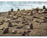Sea Lions on the Coast of Oregon OR UNP Linen Postcard V22 - $2.92