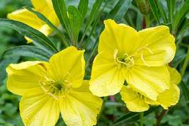 Missouri Yellow Primrose Seeds, 8-12 Inches Tall, Cheerful Yellow Blooms... - $4.99+
