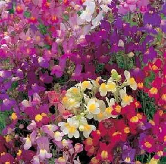 Fresh Toadflax Flower Mix Baby Snapdragon 500 Fresh Seeds Free Usa - £7.10 GBP