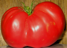 Fresh Seeds Beefsteak Tomato 20 Seeds Large Meaty Tomatoes - $19.96