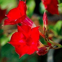 Fresh 30 Dipladenia Sanderi Flower Seeds - £9.63 GBP