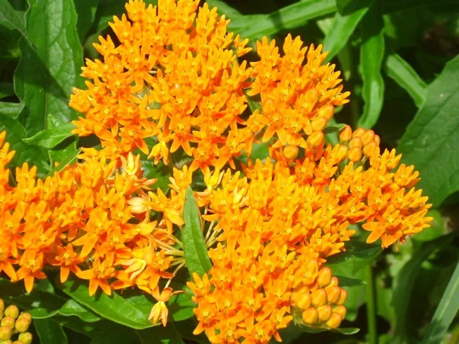 40 Orange Butterflyweed Seeds Asclepias Tuberosa Fresh Garden - £8.79 GBP