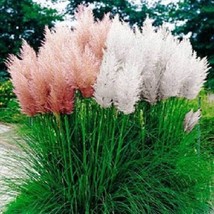 Pampas Grass Mix 1000 Seeds Cortaderia Seeds Garden USA - $16.00