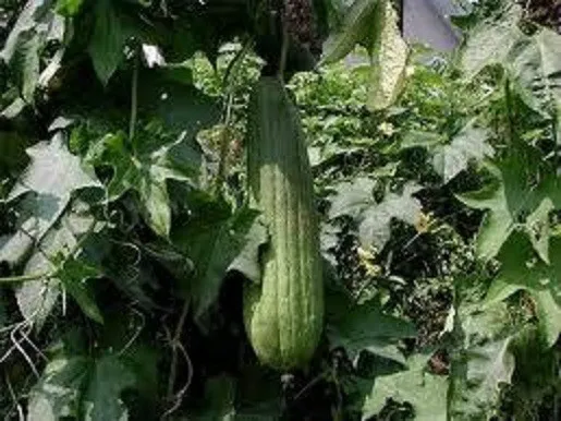 Gourd Seeds Luffa Sponge Garden Seeds 50 Seeds - £9.17 GBP