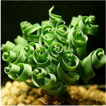 200Pcs Spring Grass Seeds Succulents Plant Grass Seeds Diy Potted Home Exotic Pl - £5.57 GBP