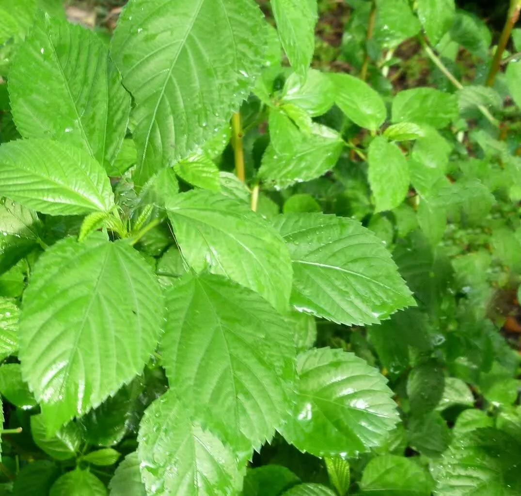 350+ Nalta jute seed Rau Day 1/4 Saluyot Molokhia Egyptian Spinach  ?? m... - $6.18