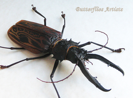 Rare Black Form Macrodontia Cervicornis XXL Beetle Framed Entomology Shadowbox  - $849.00