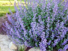 10 Wholesale Perennial Nepeta &#39;Blue Wonder&#39; Catmint Live Plants Flowers Herbs - £54.95 GBP