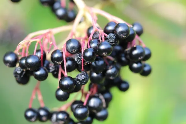 American Black Elderberry (Sambucus Canadensis) 50 Seeds Fresh Garden - £14.93 GBP