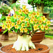 Yellow Adeniu Mred Stripe Desert Rose 2 Seeds Bonsai Short Single Petals Compact - $6.32