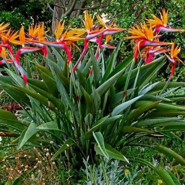 Orange Bird Of Paradise Strelitzia Reginae Small Rooted Plant Fresh Garden - £36.77 GBP