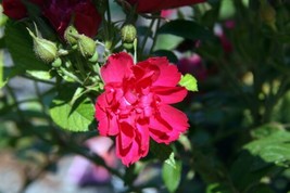 SG Red Rugosa Rose (Rosa rugosa Rubra) 30 seeds - $4.10