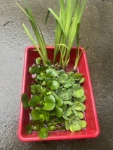15pc KOI POND COMBO Water Lettuce Water Hyacinth Floating Plants &amp; Yello... - £39.22 GBP