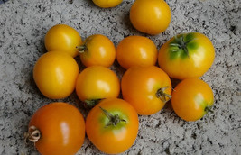 SYR Floragold Micro Dwarf Basket Tomato 12 Seeds Fast Growing - $193.35 MXN