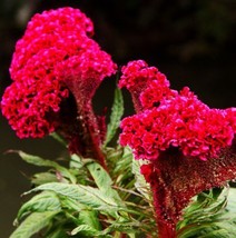 US Seller 400 Giant Cockscomb Seeds Celosia Cristata Garden Flowers S026... - £8.92 GBP