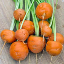 800 Seeds Parisian Carrot - $9.80