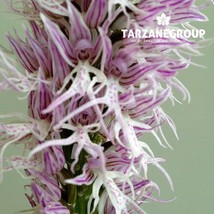ORCHIS ITALICA &quot;NAKED MAN&quot; EUROPEAN TERRESTRIAL ORCHID TUBER - $27.00