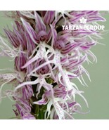 ORCHIS ITALICA &quot;NAKED MAN&quot; EUROPEAN TERRESTRIAL ORCHID TUBER - $27.00