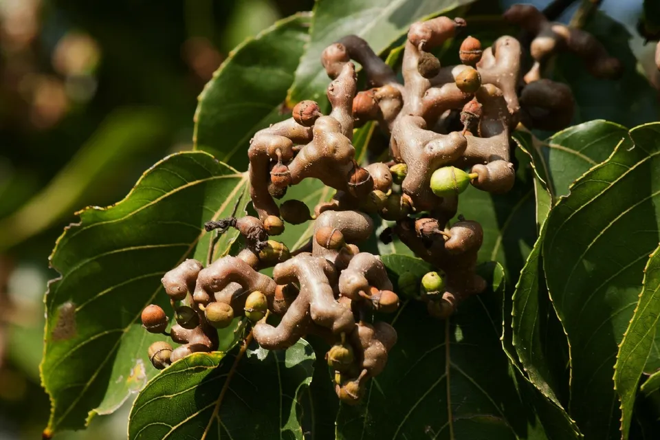 AW Japanese Raisin Tree Hovenia Dulcis 10 Seeds Fast Shipping US  - £7.88 GBP