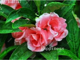 New Fresh Balsam Flower Bonsai Impatiens Balsamina Bonsai Flower Toutch Me Not F - £4.20 GBP