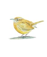 SC State Bird Carolina Wren Vinyl Stickers and Decals for Window Home or... - $6.95+