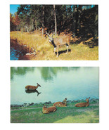 Greetings from Cambridge MN Deer Family Fawns Doe Stag Buck by Lake 2 Po... - $115.57 MXN