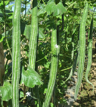 Thai Snake Gourd, serpent gourd, Loofah, TRICHOSANTHES ANGUINA - packet ... - £1.76 GBP