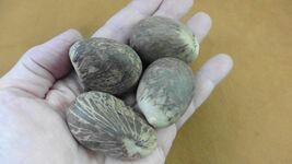 tn-17) 4 medium natural Tagua Nut whole nuts for craft Carving Dried pla... - $19.99
