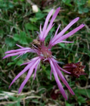 100 Pc Seeds Ragged Robin Flower, Lychnis Flos Cuculi Seeds for Planting | RK - $16.80